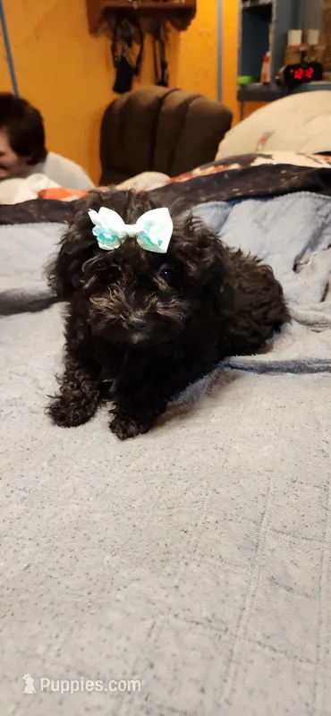 Java's girl  – Poodle - Toy  puppy for sale in Purvis, MS