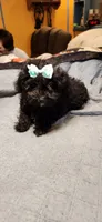 Java's girl , a female Poodle - Toy  for sale in Purvis, MS – 2 of 3