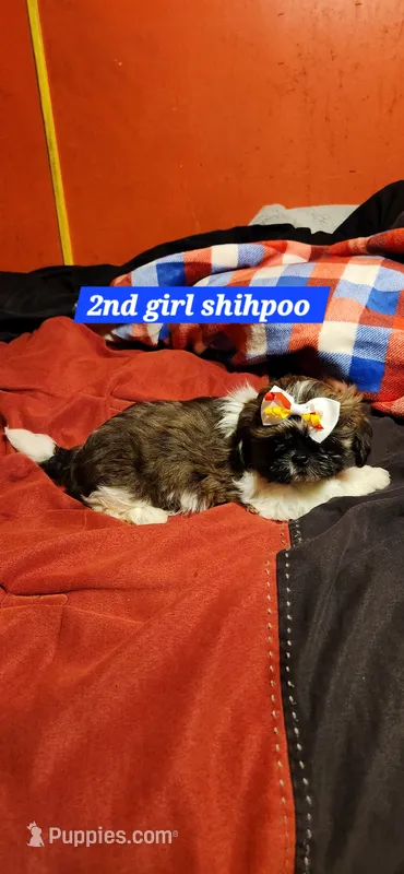 Cookie girl  2 – Shihpoo puppy on hold in Purvis, MS