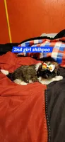 Cookie girl  2, a female Shihpoo for sale in Purvis, MS – 1 of 1