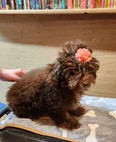 Caliber girl , a female Poodle - Toy  for sale in Purvis, MS – 3 of 4