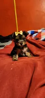 Dixie girl  2, a female Yorkshire Terrier for sale in Purvis, MS – 3 of 4