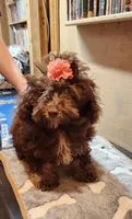 Caliber girl , a female Poodle - Toy  for sale in Purvis, MS – 2 of 4