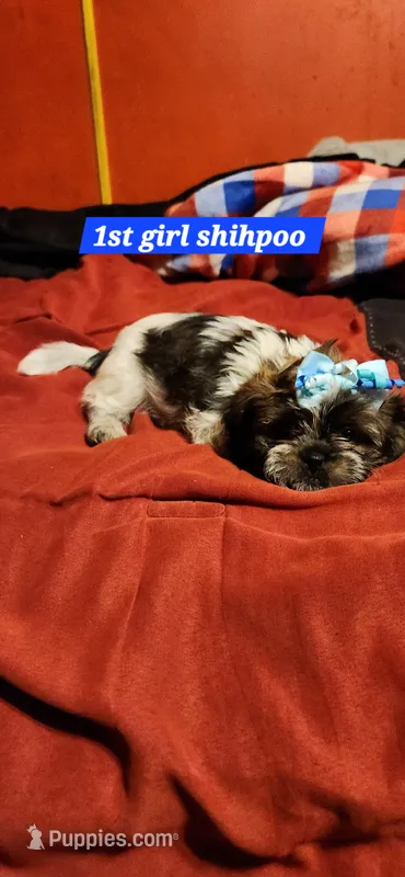 Cookie girl  1 – Shihpoo puppy for sale in Purvis, MS