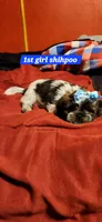 Cookie girl  1, a female Shihpoo for sale in Purvis, MS – 1 of 1