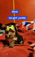  Dixie girl 1, a female Yorkshire Terrier for sale in Purvis, MS – 2 of 4