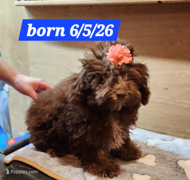 Caliber girl  – Poodle - Toy  puppy for sale in Purvis, MS