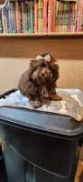 Caliber girl , a female Poodle - Toy  for sale in Purvis, MS – 4 of 4