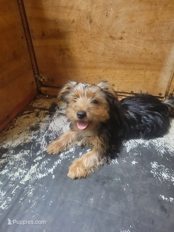 Abby – Yorkshire Terrier puppy for sale in Purvis, MS