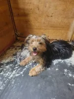 Abby, a female Yorkshire Terrier for sale in Purvis, MS – 1 of 2
