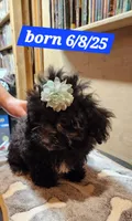 Java's girl , a female Poodle - Toy  for sale in Purvis, MS – 3 of 3