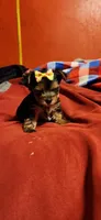 Dixie girl  2, a female Yorkshire Terrier for sale in Purvis, MS – 2 of 4