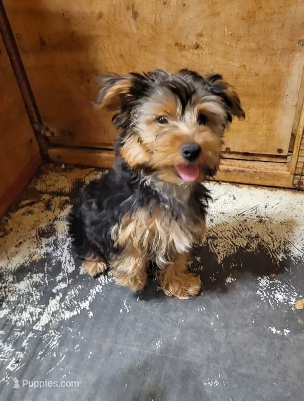 Roxie  – Yorkshire Terrier puppy for sale in Purvis, MS