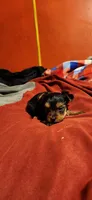 Dixie boy 1, a male Yorkshire Terrier for sale in Purvis, MS – 1 of 3