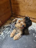 Abby, a female Yorkshire Terrier for sale in Purvis, MS – 2 of 2