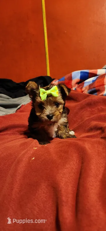  Dixie girl 1 – Yorkshire Terrier puppy on hold in Purvis, MS