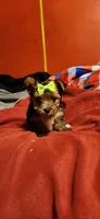  Dixie girl 1, a female Yorkshire Terrier for sale in Purvis, MS – 1 of 4