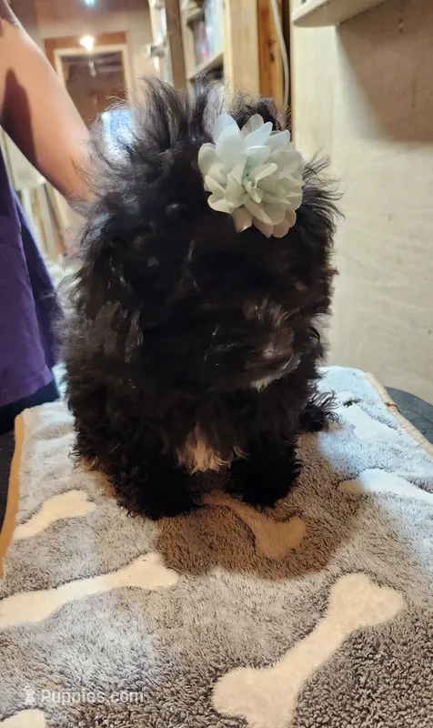 Java's girl  – Poodle - Toy  puppy for sale in Purvis, MS