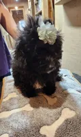 Java's girl , a female Poodle - Toy  for sale in Purvis, MS – 1 of 3
