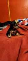 Dixie girl  2, a female Yorkshire Terrier for sale in Purvis, MS – 4 of 4