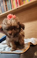 Traci , a female Poodle - Toy  for sale in Purvis, MS – 1 of 4