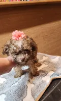 Traci , a female Poodle - Toy  for sale in Purvis, MS – 2 of 4