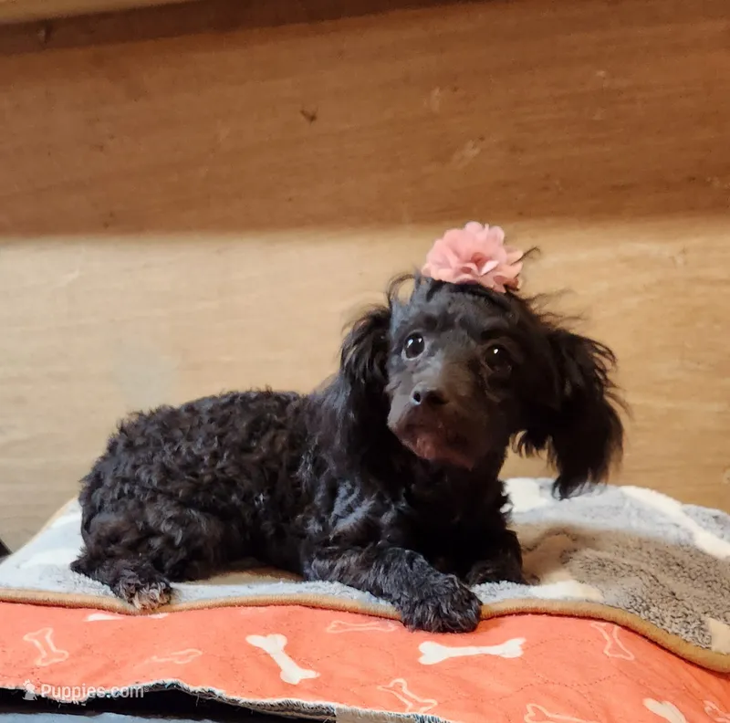 Java's girl  – Poodle - Toy  puppy for sale in Purvis, MS