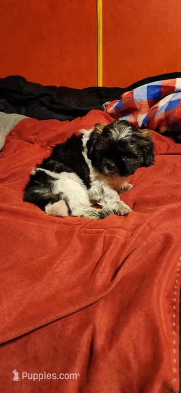 Cookie boy 1 – Shihpoo puppy for sale in Purvis, MS