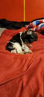 Cookie boy 1, a male Shihpoo for sale in Purvis, MS – 1 of 1