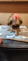 Traci , a female Poodle - Toy  for sale in Purvis, MS – 4 of 4