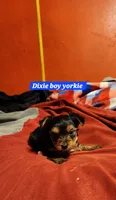 Dixie boy 1, a male Yorkshire Terrier for sale in Purvis, MS – 2 of 3