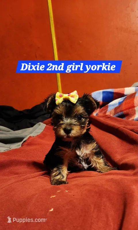 Dixie girl  2 – Yorkshire Terrier puppy on hold in Purvis, MS