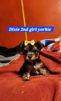 Dixie girl  2, a female Yorkshire Terrier for sale in Purvis, MS – 1 of 4