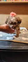 Traci , a female Poodle - Toy  for sale in Purvis, MS – 3 of 4