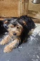 Roxie , a female Yorkshire Terrier for sale in Purvis, MS – 2 of 2