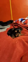 Dixie boy 1, a male Yorkshire Terrier for sale in Purvis, MS – 3 of 3