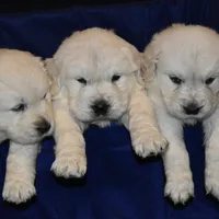 processed/647f8903-4508-42f2-b0c6-02dc00fb2eee/facility/3531c6e1-8479-424e-a6f5-1c4deb7b1c5f