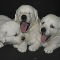 processed/647f8903-4508-42f2-b0c6-02dc00fb2eee/facility/5f80eba7-8b02-42b0-81e4-4a079881d315