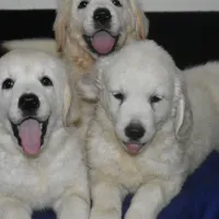 processed/647f8903-4508-42f2-b0c6-02dc00fb2eee/facility/f0f0ef5f-4c5d-46ae-a28b-4ad42a6043c2