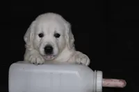 AKC LUNA, a female English Cream Golden Retriever for sale in Winder, GA – 2 of 8