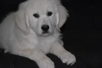 AKC Bear, a male English Cream Golden Retriever for sale in Winder, GA – 2 of 8