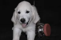 AKC Tucker , a male English Cream Golden Retriever for sale in Winder, GA – 1 of 8