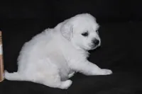 AKC Luna, a female English Cream Golden Retriever for sale in Winder, GA – Photo 2 of 7