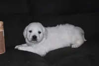 AKC Luna, a female English Cream Golden Retriever for sale in Winder, GA – Photo 6 of 7