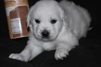 AKC Luna, a female English Cream Golden Retriever for sale in Winder, GA – Photo 1 of 7