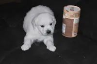 AKC Luna, a female English Cream Golden Retriever for sale in Winder, GA – Photo 3 of 7