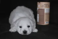 AKC Luna, a female English Cream Golden Retriever for sale in Winder, GA – Photo 5 of 7