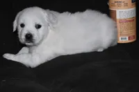 AKC Luna, a female English Cream Golden Retriever for sale in Winder, GA – Photo 4 of 7