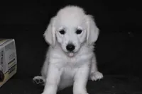 AKC Ruby, a female English Cream Golden Retriever for sale in Winder, GA – 3 of 7