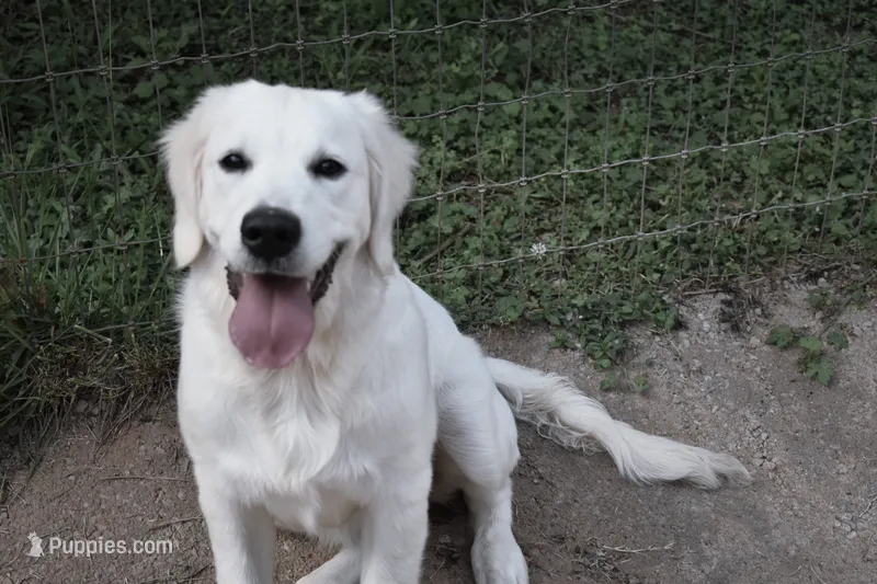 AKC COCO  – English Cream Golden Retriever puppy for sale in Winder, GA